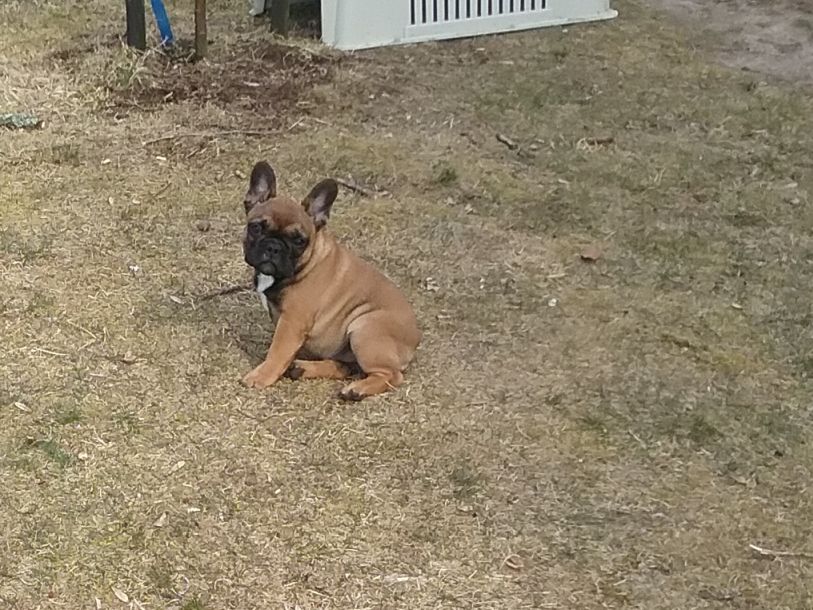 Swedendog Agnes