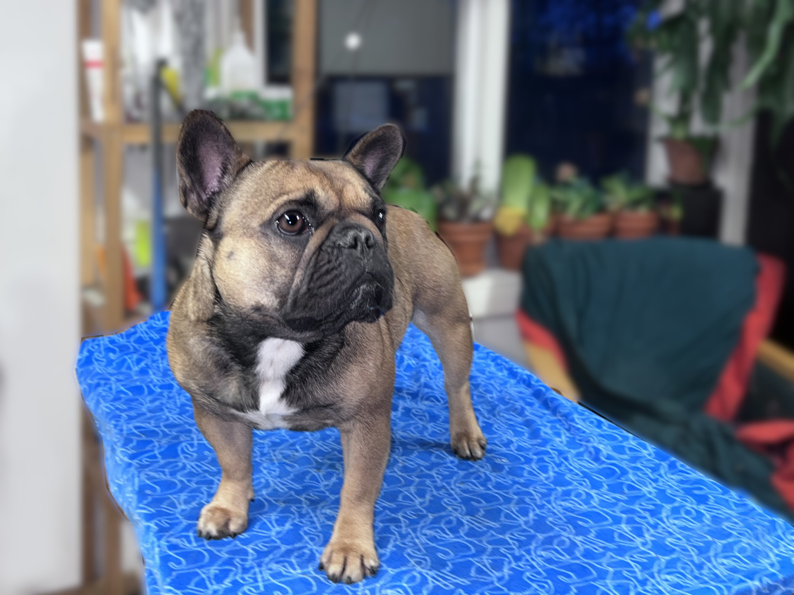 Swedendog Agnes