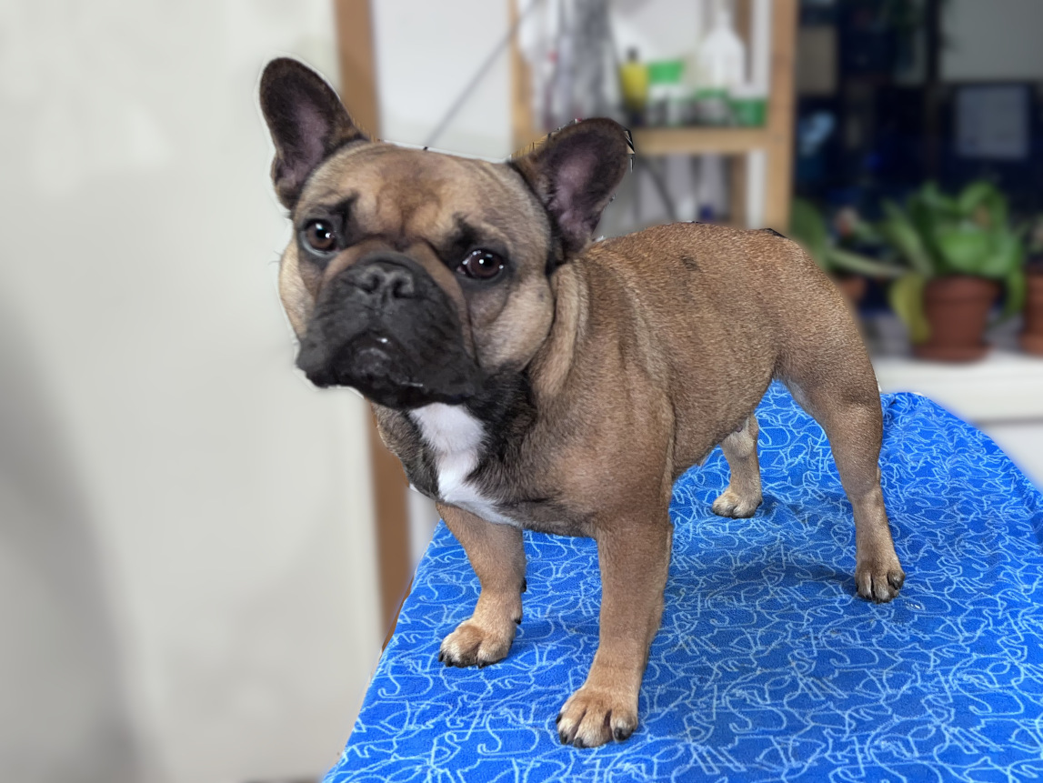 Swedendog Agnes