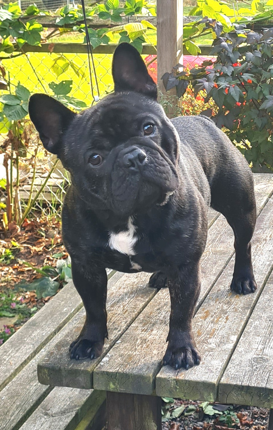 Gatsby´s Rasmus
